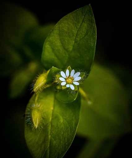 Jak kortyzol wzrasta po spożyciu alkoholu – wpływ i skutki